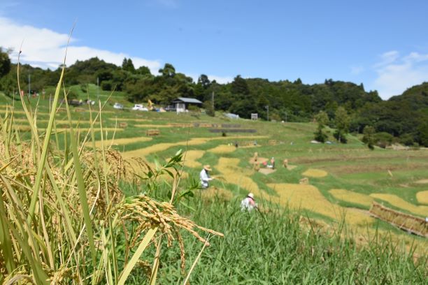 大山千枚田