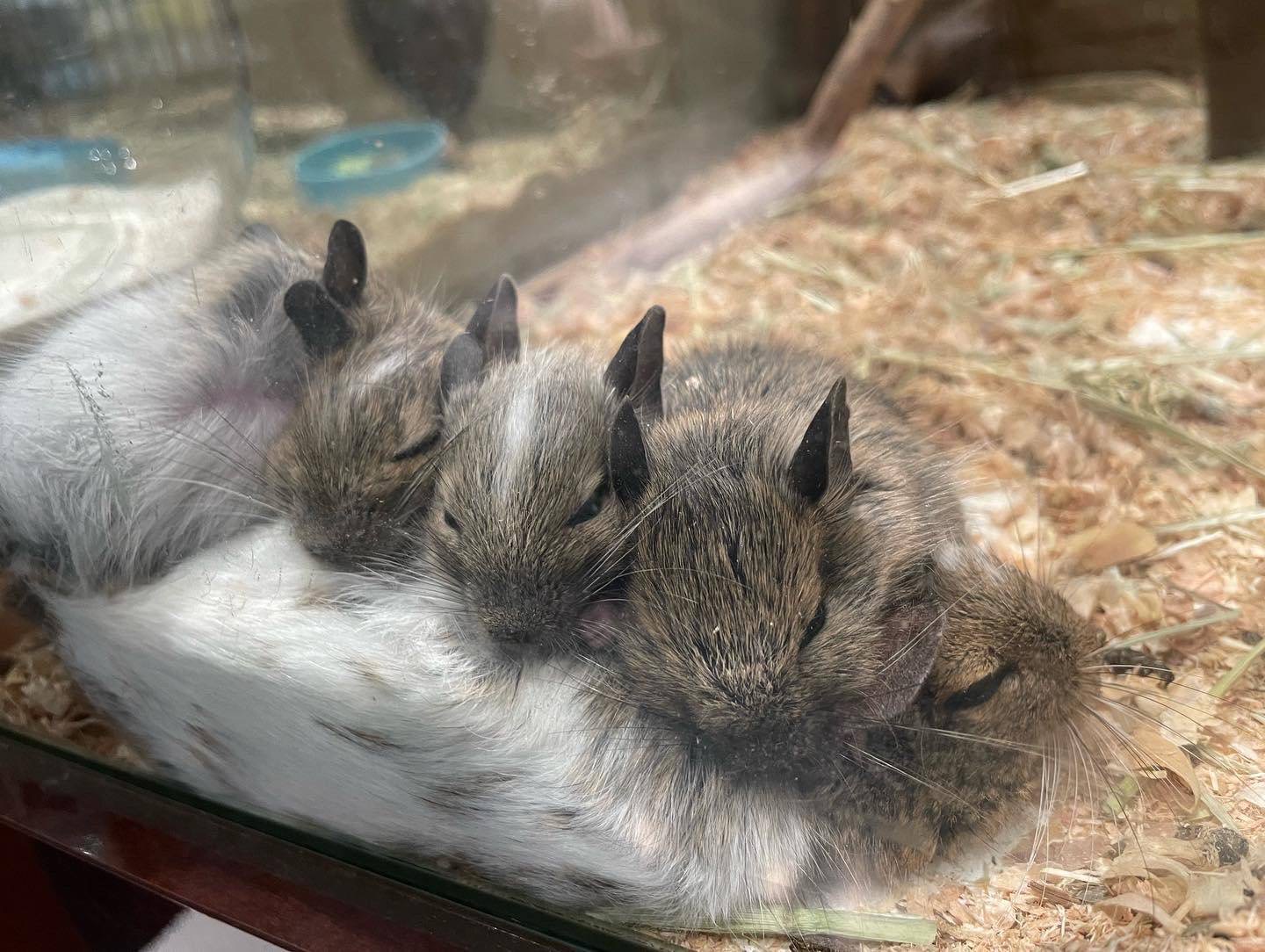 デグー