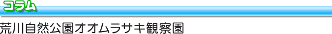 R@r쎩RIITLώ@